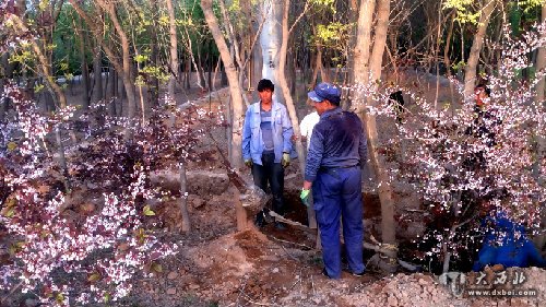 兰州西固区苗圃开始移除出售成年高价苗木