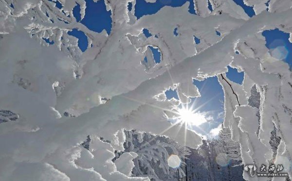 法国遇降雪天气 树林现雾凇美景