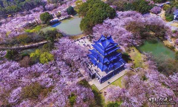 无锡鼋头渚樱花绽放 粉色花海如梦如幻