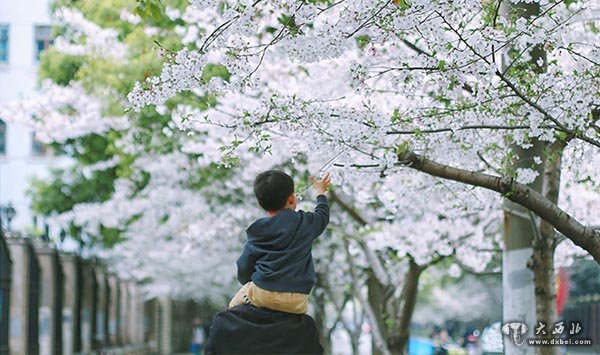 漫步樱花路