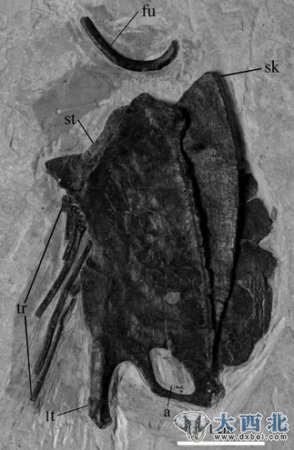 图1：甘肃鸟的叉骨和胸骨李岩供图