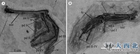 图4：甘肃鸟的脚部骨骼和蹼足印痕(李岩供图)