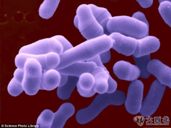 科学家们发现，用这种细菌制造的微生物燃料电池发电量是其它微生物燃料电池的两倍