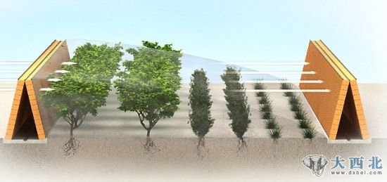聪明的设计方案：这张图解展示了树篱是如何为生长在那里的植物提供湿气和保护的。