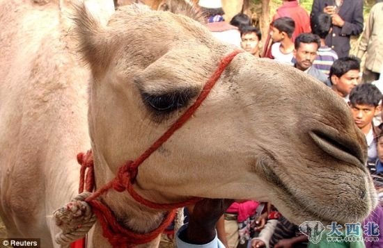 神秘的鼻孔：这是骆驼神秘而复杂的鼻孔，它使这种驼背的哺乳动物能在高温环境中生存下来。