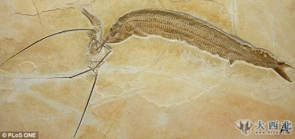 这块显示一只飞行动物靠近一条身披盔甲古代鱼的古老化石令科学家大卫吃惊，他们简直不敢相信剑鼻鱼会吃能飞的长尾翼龙。