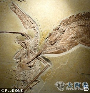 这里没有胜利者：科学家认为，这条古代鱼同这只飞行爬行动物扭打在一起