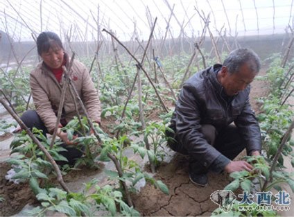 距兰州城区4公里村庄生活