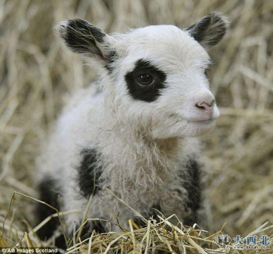 可爱极了：这些羔羊出生时长着像熊猫一样的黑眼睛，主人大为吃惊。