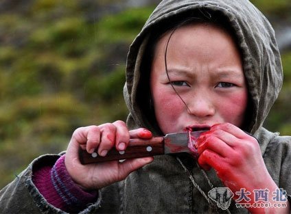 揭秘涅涅茨人独特生活：生吃鹿肉四处迁徙