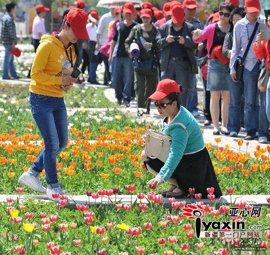 近百位盲人新疆五家渠闻香识花轻抚花瓣和郁金香握握手