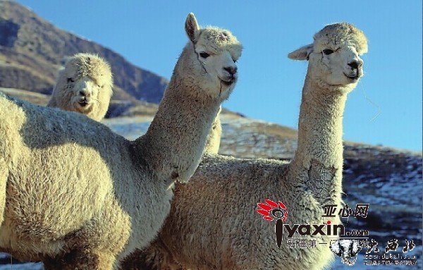 澳洲200只羊驼落户新疆温宿 为中国首次大规模引进