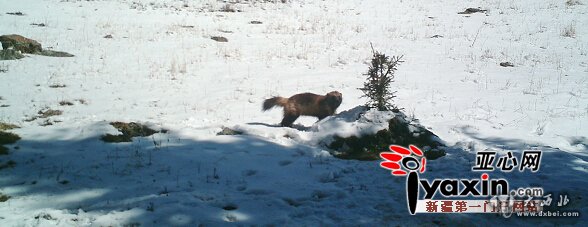 阿尔泰山首次拍到貂熊清晰照