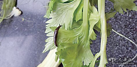 乌鲁木齐市市民买菜发现芹菜叶上爬着软体虫 还能吃吗？