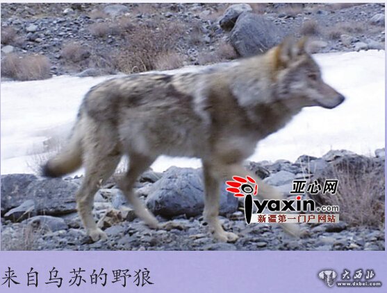 新疆首次采用红外相机证实雪豹广泛分布 雪豹下山觅食胆子越来越大