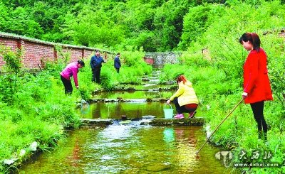 　康县大力发展仿生态大鲵养殖